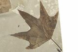 Fossil Leave (Sycamore & Decodon) Plate - Green River Formation #224761-2